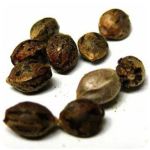 Семена марихуаны АК-47  (Seeds AK-47) в Верхнем Уфалее